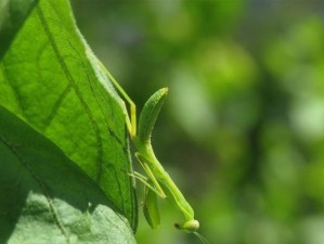 没有昆虫的世界将会面临的巨大变化（生态平衡、农业生产、食物链崩塌等问题将导致生活的重大危机）