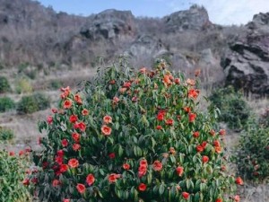 以花能护肤品（解析以花能护肤品的功效与适用人群）