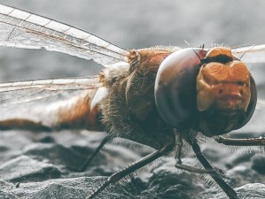 消灭椭圆形翅膀昆虫的方法（打击椭圆翅虫，保卫家园）