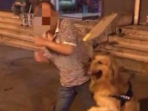怎么看狗咬人事件？,怎么看狗咬人