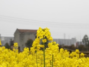 佳能相机拍风景的绝佳表现力（探索佳能相机在捕捉自然美景中的独特魅力）