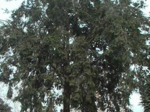 探索x5560的性能与优势（解析x5560处理器的关键特点与应用领域）