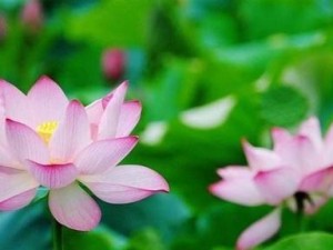 百场汇招聘（打造专业的招聘平台，满足你的职业期待）