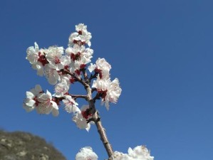 红米3拍照表现如何？（探索红米3相机性能，打造专业级拍摄体验）